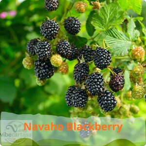 May include: A cluster of ripe, dark black Navaho blackberries hanging from a green leafy vine. Several smaller, unripe green and reddish berries are interspersed among the mature fruit. The text Navaho Blackberry is visible.