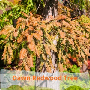 May include: A Dawn Redwood tree featuring feathery, needle-like foliage that transitions from vibrant green to a warm, autumnal copper-orange color. The branches are densely covered in soft, flat needles, and the trunk is visible in the background.