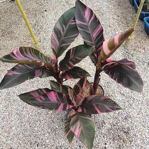 Musa nono pink variegated banana - Etsy 日本