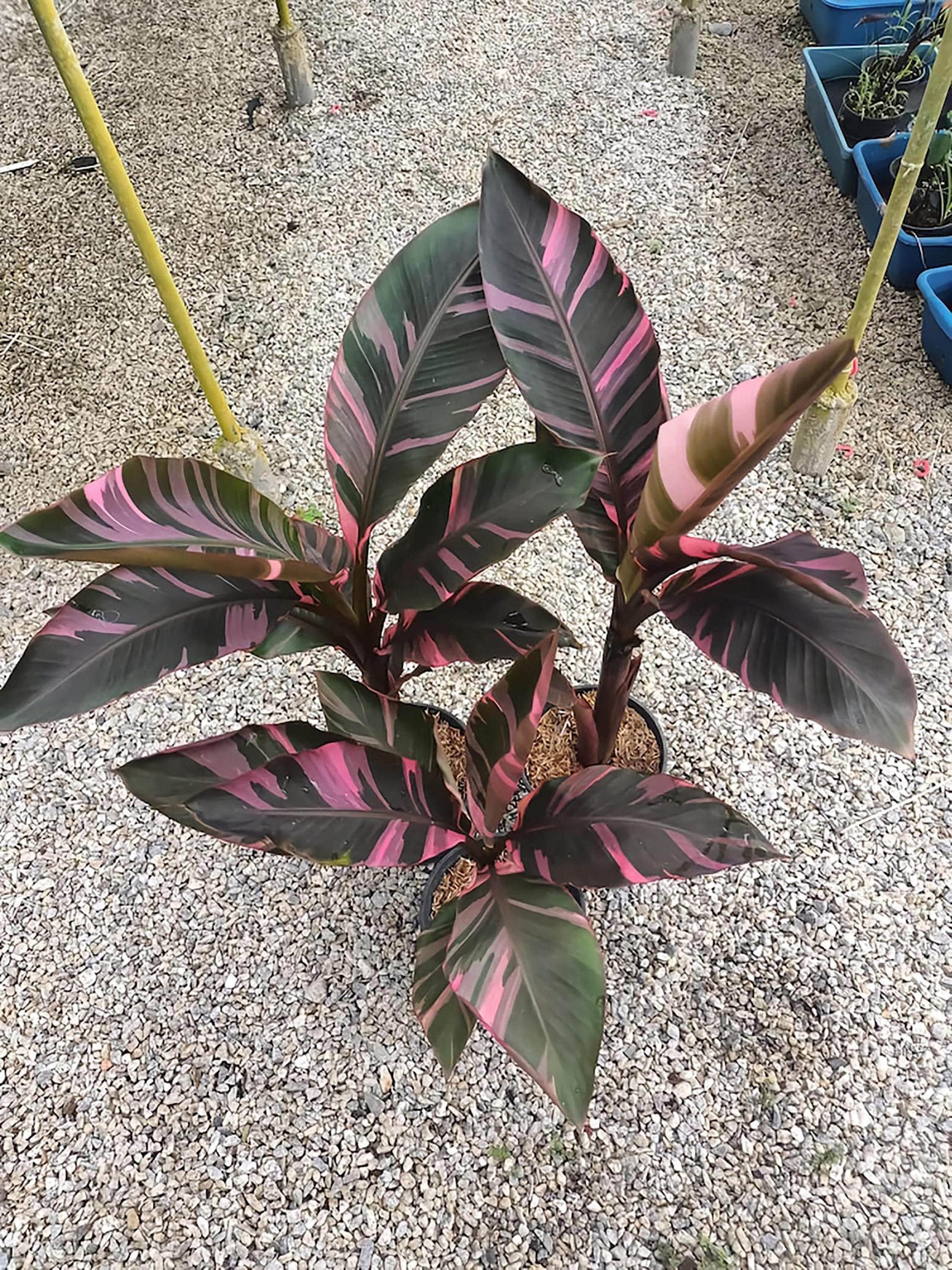e*t様 MS431 5株セット Musa Nono Pink ムサ ノノ ピン Musa nono pink variegated banana - Etsy 日本