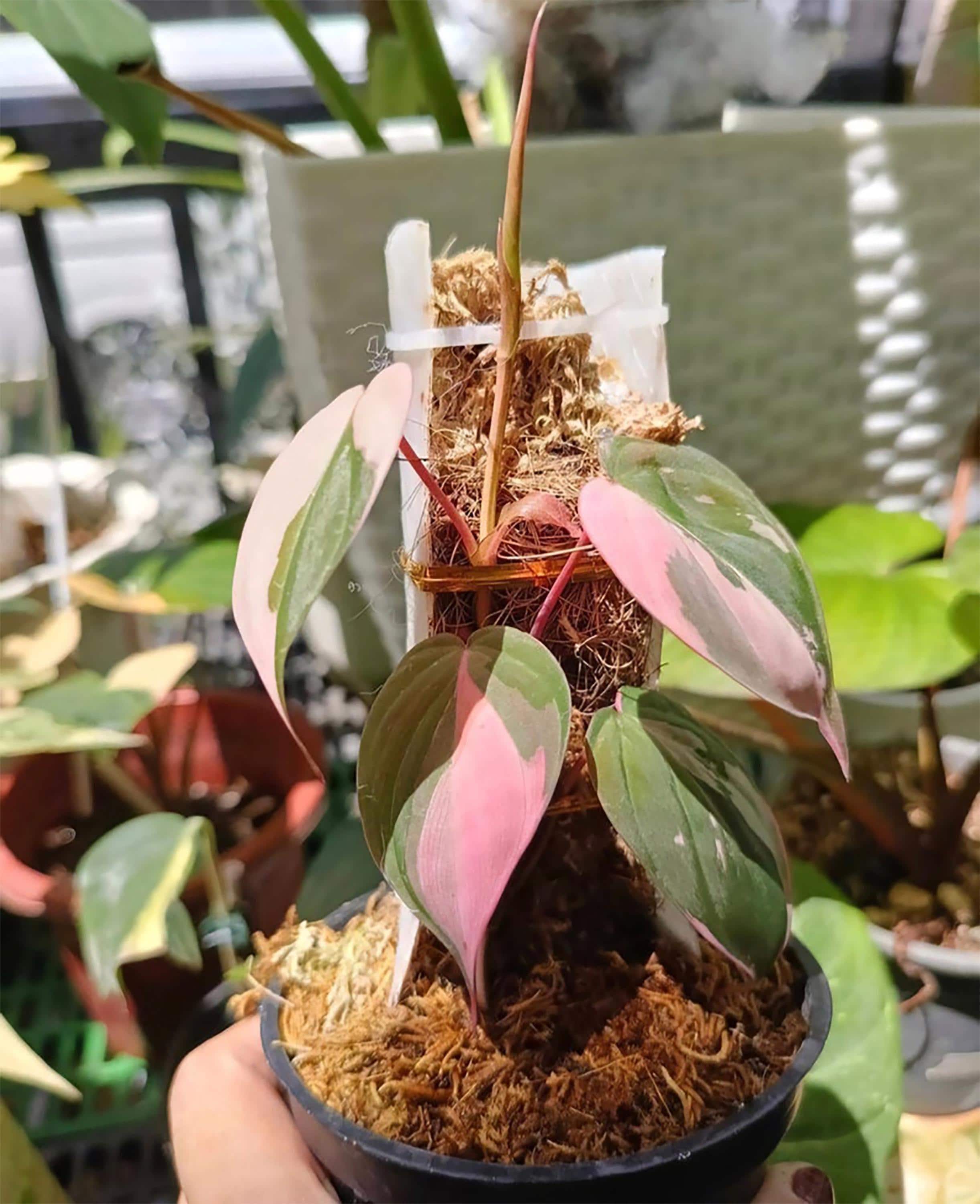 Philodendron micans - Etsy 日本