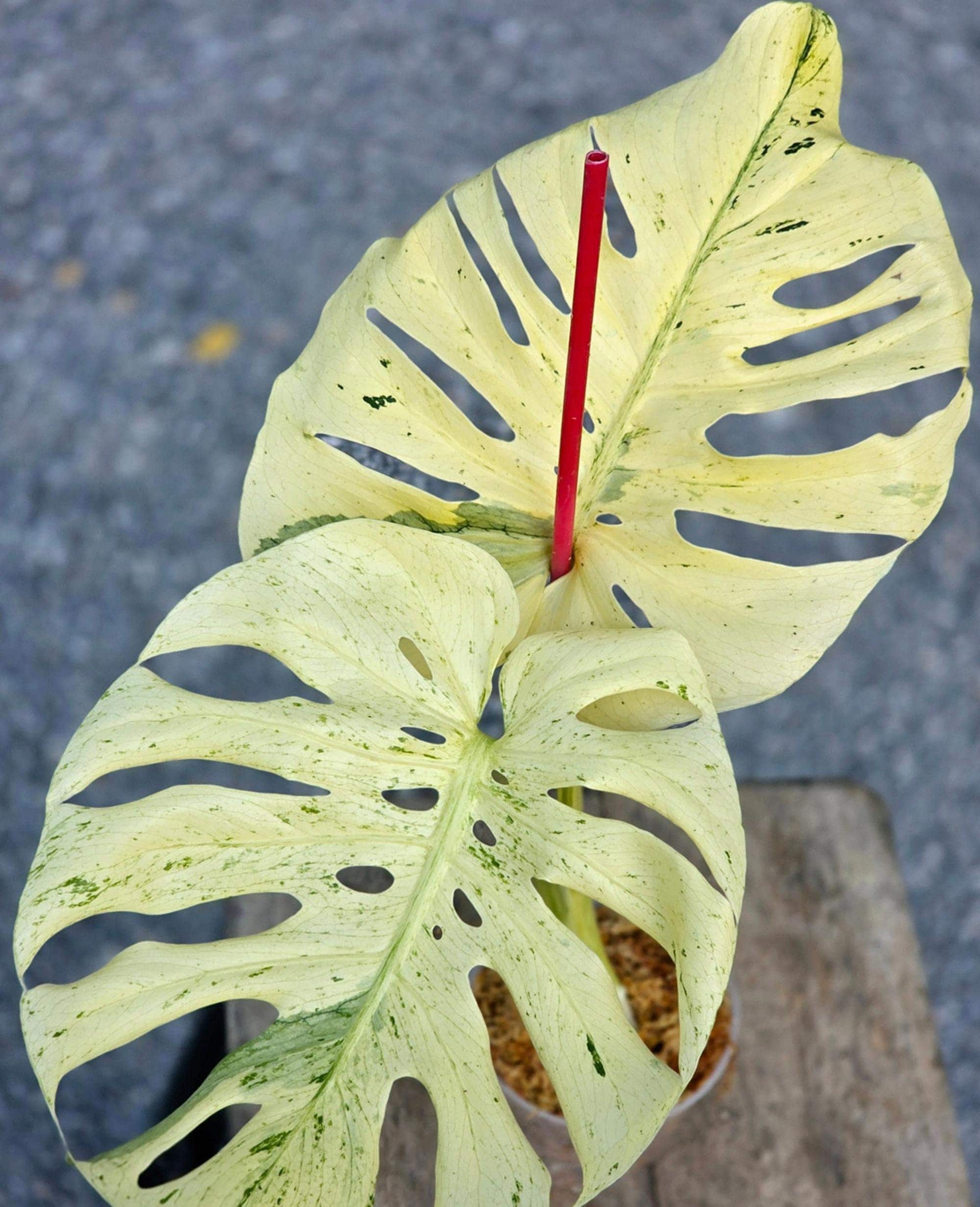 Monstera white lava - Etsy 日本