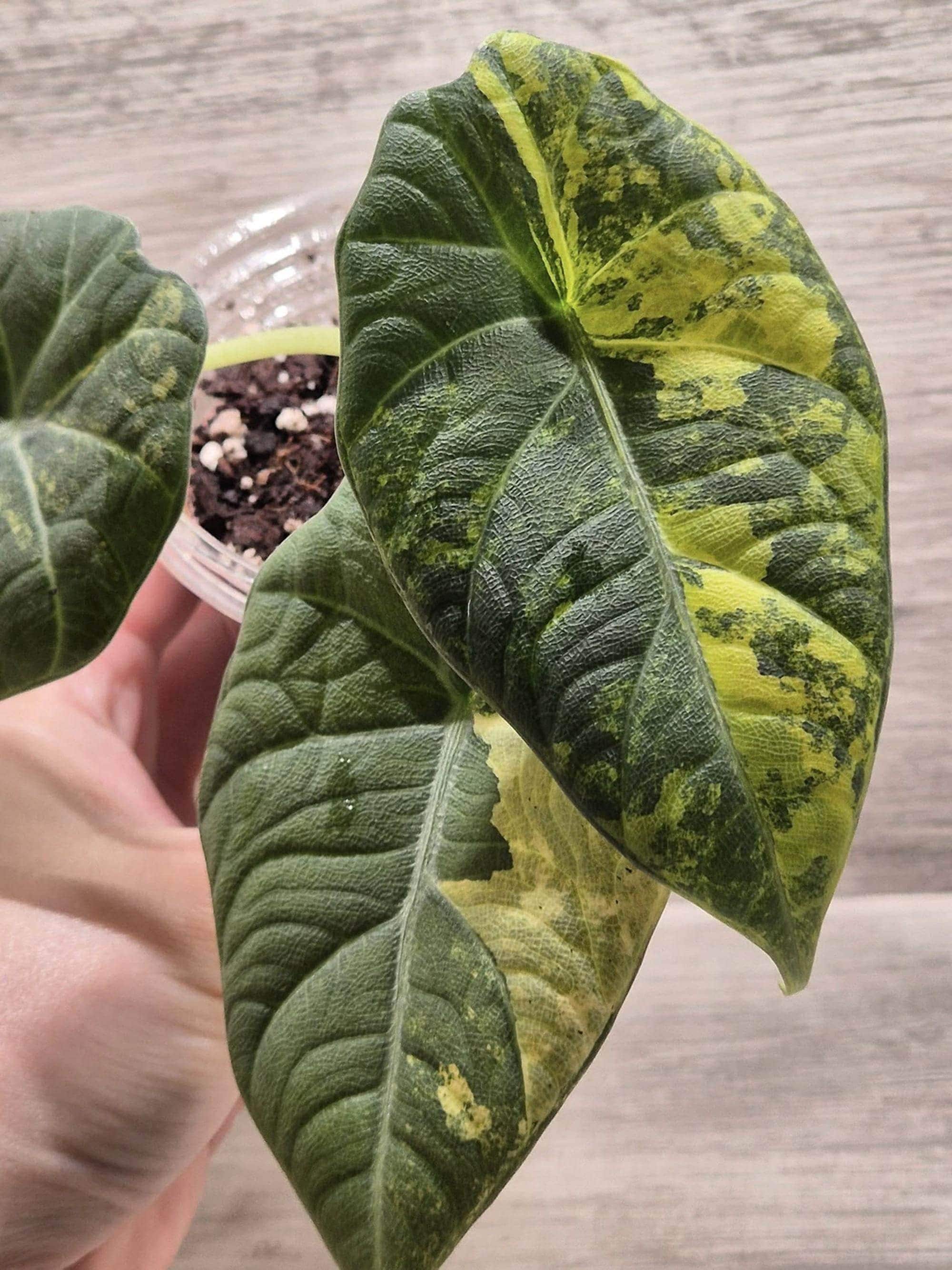 Variegated alocasia maharani - Etsy 日本