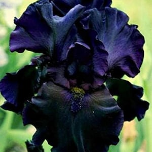 May include: A deep dark purple iris flower with ruffled petals and a textured center. The bloom displays intense violet and near-black tones throughout its layered structure, showcasing a complex, wavy petal arrangement and a small yellow beard.