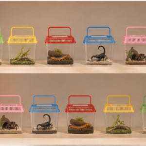 Könnte beinhalten: Zehn durchsichtige Insektenboxen aus Kunststoff mit farbigen Deckeln und Tragegriffen, angeordnet auf zwei Regalböden. Jeder Behälter enthält einen künstlichen Lebensraum mit einer Spielzeugfigur wie Spinne oder Skorpion.
