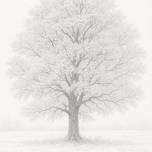 Puede incluir: Un dibujo detallado a lápiz de grafito de un árbol caducifolio solitario en un campo. La obra presenta un intrincado trabajo de líneas que captura la corteza texturizada del tronco y la compleja red de ramas desnudas sobre un fondo claro.