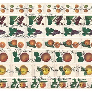 May include: A repeating pattern of various fruits and the text "The Plum Creek Booksmith" in a vintage style. The fruits include plums, grapes, oranges, and peaches.