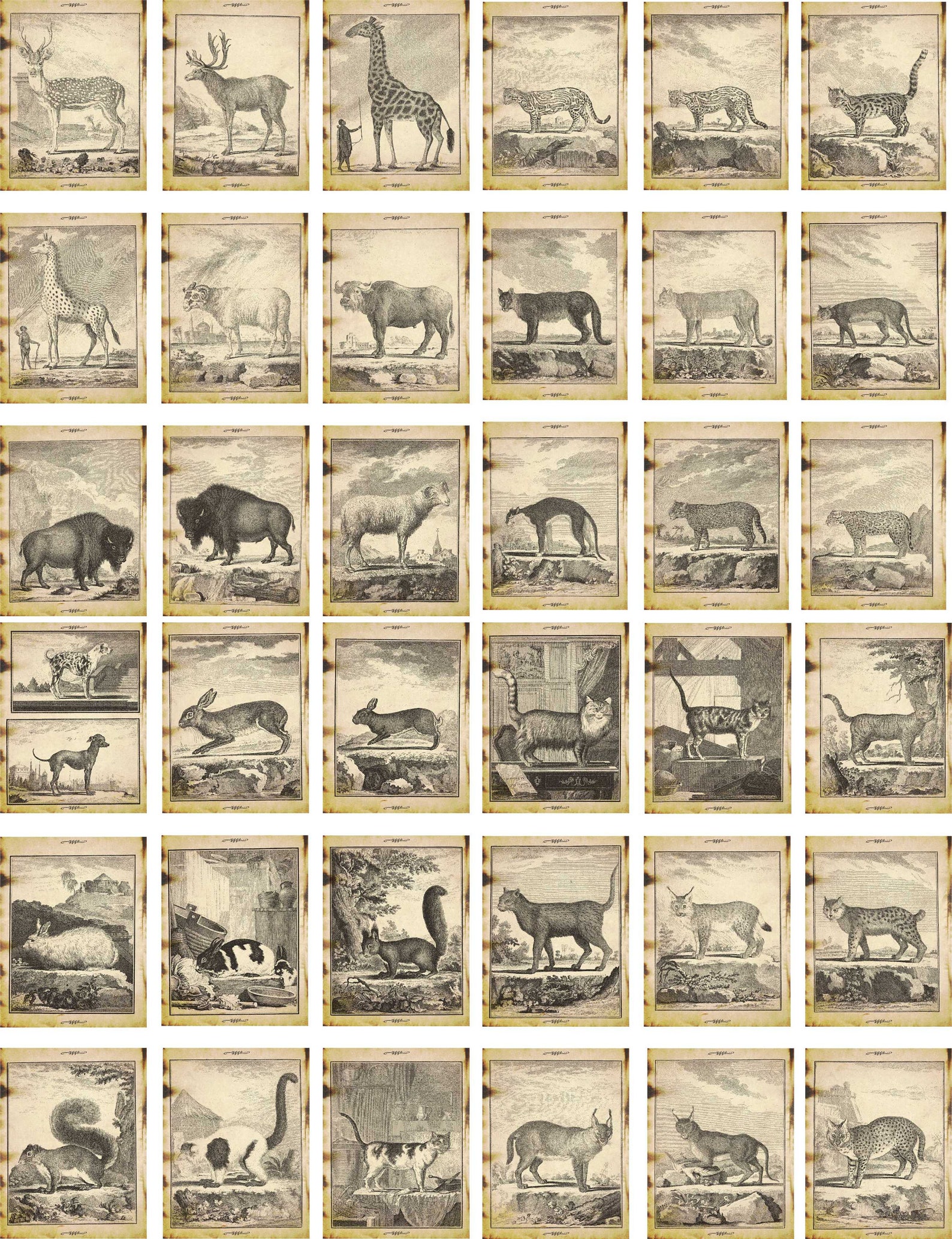 Vintage Animal Trading Cards Junk Journal Ephemera Etsy