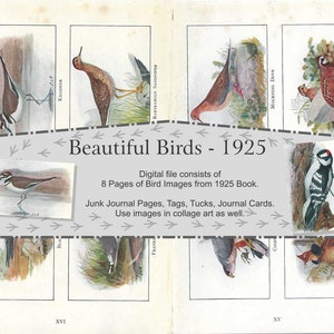 Páginas de imagens de pássaros de um livro de 1925 - páginas inúteis de diário, etiquetas, pontos de dobra, cartões de diário, coisas efêmeras, colagem' - download digital instantâneo