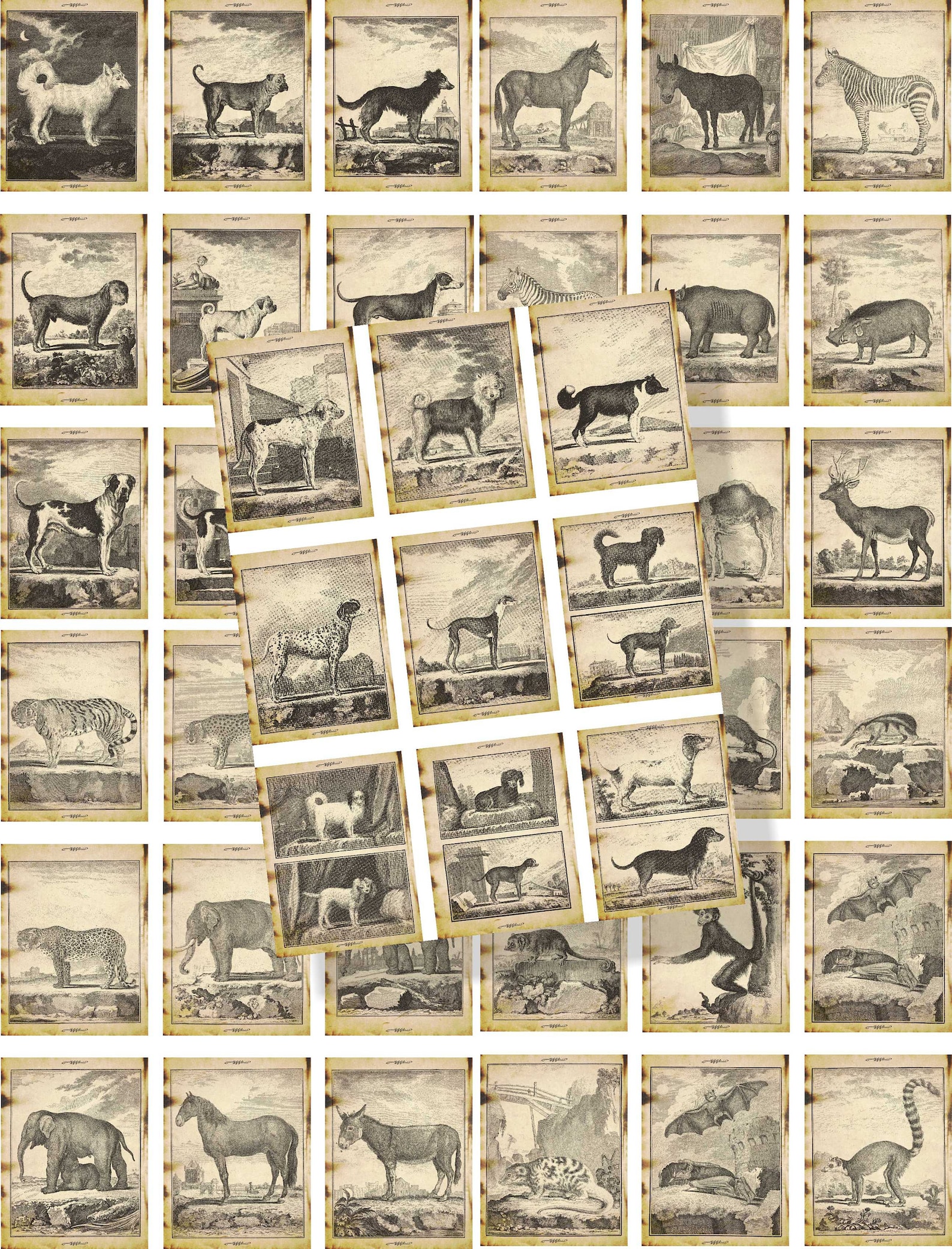 Vintage Animal Trading Cards Junk Journal Ephemera Etsy