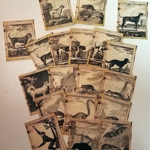 Vintage Animal Trading Cards - Junk journal ephemera