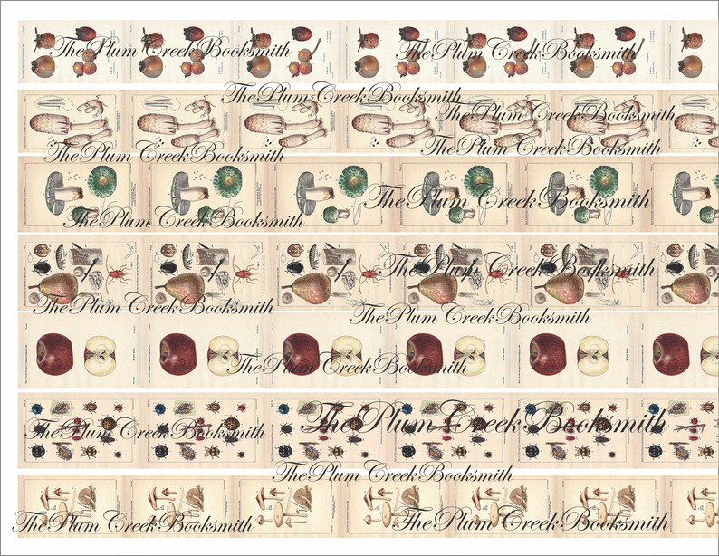 May include: A collection of vintage botanical illustrations featuring pears, apples, mushrooms, and insects. The illustrations are printed on a cream-colored background with the text "The Plum Creek Booksmith" repeated throughout.