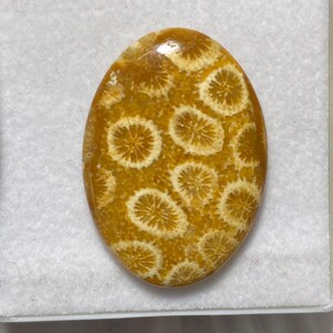 Könnte beinhalten: Ein ovaler, polierter Cabochon mit einer goldbraunen Grundfarbe und ausgeprägten, cremefarbenen kreisförmigen Mustern, die an versteinerte Korallenstrukturen erinnern. Die Oberfläche ist glatt und glänzend und weist eine natürliche, komplexe radiale Textur auf.