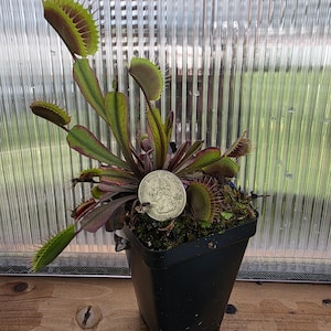 May include: A Venus flytrap plant with green and reddish-purple leaves and serrated traps, potted in a black plastic container. A silver United States quarter coin is placed in the center of the plant to provide a clear scale for its size.