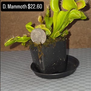 May include: A D. Mammoth Venus flytrap plant with bright green leaves and spiky traps, potted in a small black square plastic container with a matching saucer. A United States quarter coin is placed in the soil for scale next to the plant.