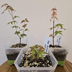 May include: Three small Japanese maple saplings planted in clear square plastic containers with green bases. Each plant features delicate, multi-lobed green and reddish leaves and includes a white plant marker labelled Yves Arakawa 2025.