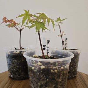 May include: Three small Japanese maple saplings in clear plastic pots filled with dark soil and light-coloured perlite. Each plant has a thin dark stem and delicate green leaves, with one white plant marker labelled Beni Chidori 2025.