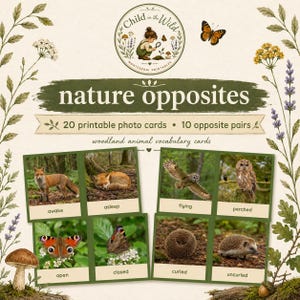 Könnte beinhalten: Ein Set aus 20 druckbaren Fotokarten zu Gegensätzen in der Natur mit 10 Paaren von Vokabelkarten zu Waldtieren. Die Karten zeigen Bilder von Füchsen, Eulen, Schmetterlingen und Igeln mit Beschriftungen wie wach, schlafend, fliegend, sitzend, offen, geschlossen.