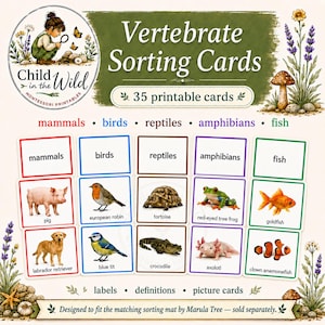 Könnte beinhalten: Vertebrate Sorting Cards Set zum Ausdrucken mit 35 Karten, die Säugetiere, Vögel, Reptilien, Amphibien und Fische zeigen. Die Karten enthalten Beschriftungen, Definitionen und Abbildungen von Tieren wie Schweinen, Rotkehlchen, Schildkröten, Fröschen und Goldfischen.