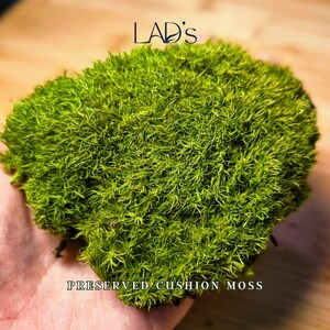 Puede incluir: Un mechón de musgo cojín preservado de color verde vibrante con una superficie densa, texturizada y redondeada. El texto LAD'S está impreso en negro sobre el musgo, y el texto PRESERVED CUSHION MOSS está impreso en blanco debajo.