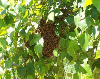 Swarm in tree - original photo and new honeybee postcard by Julie Miscera Great to use for Postcrossing!