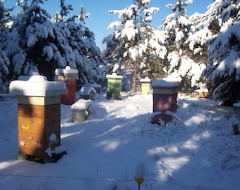 Apiary in Winter    new/unused honeybee  beekeeping postcard by Julie Miscera
