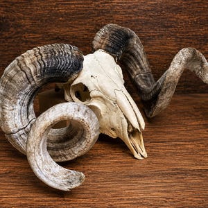 Puede incluir: Un cráneo de carnero con grandes cuernos curvos y texturizados de aspecto gris y marrón desgastado. La estructura ósea es de color blanco hueso con suturas y cuencas oculares visibles, mostrando la forma espiral natural de los cuernos.