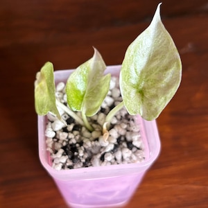 Alocasia cuprea pink - Etsy 日本