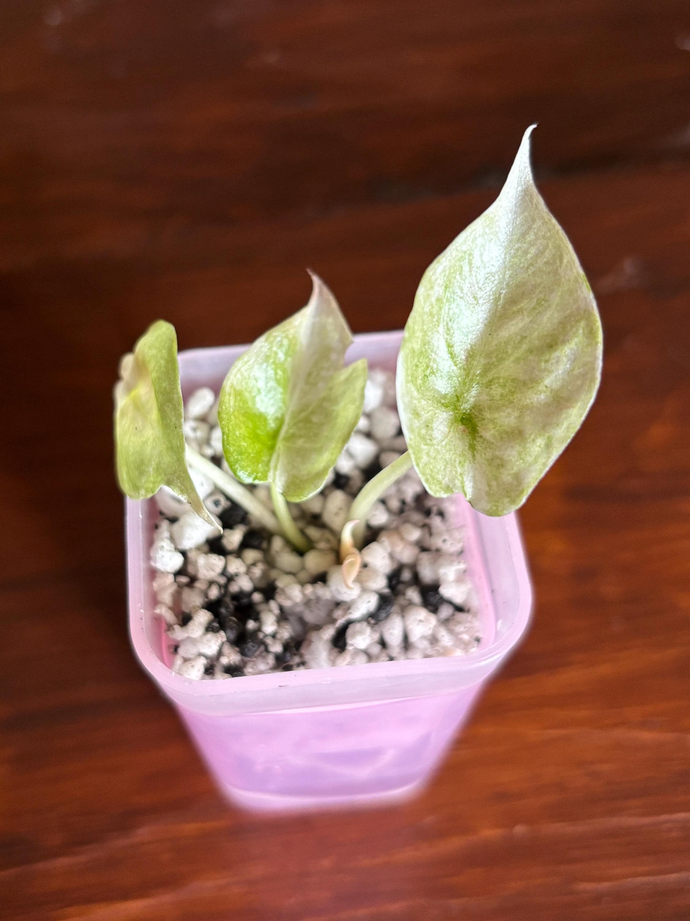 Alocasia cuprea pink - Etsy 日本