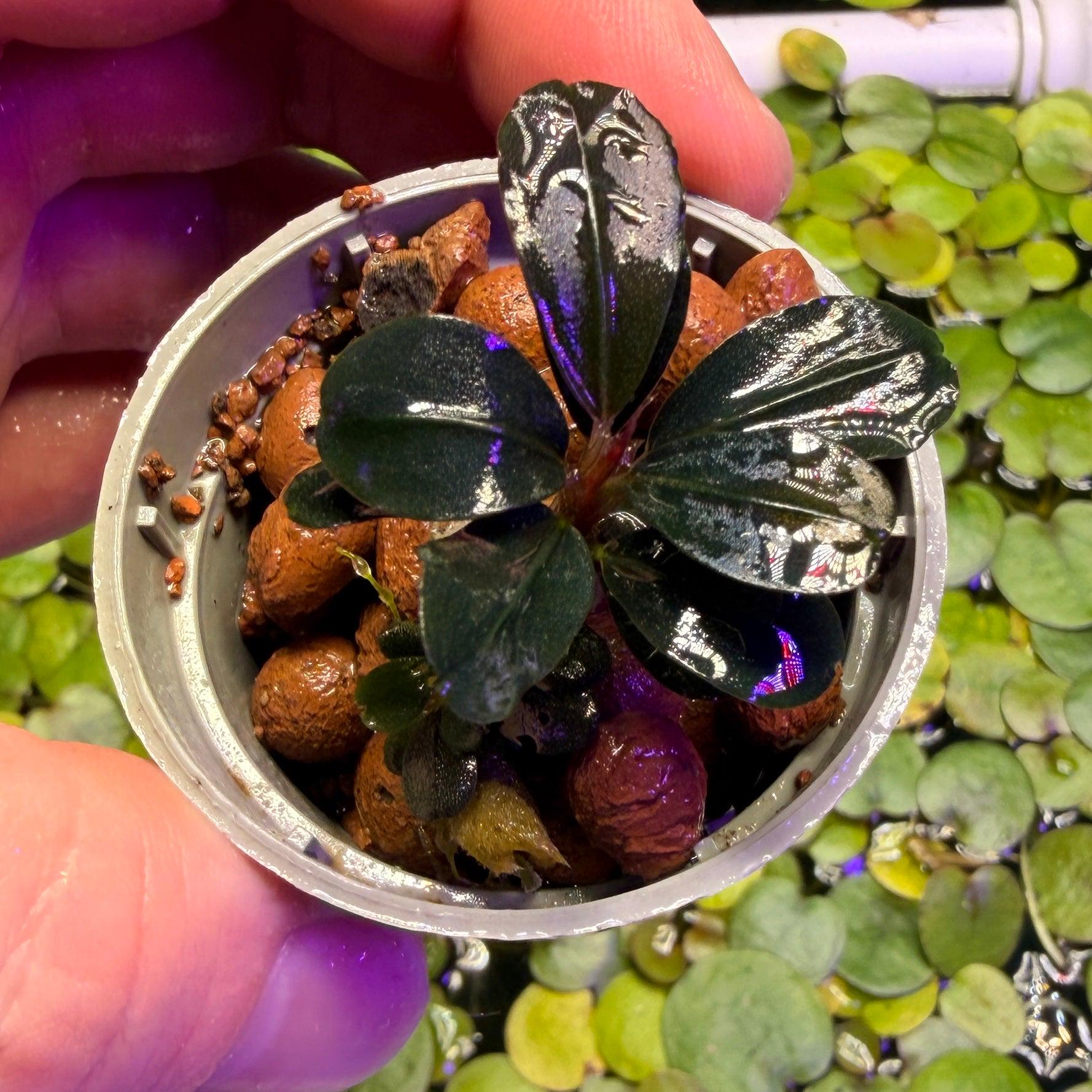 Bucephalandra Plants - Etsy UK