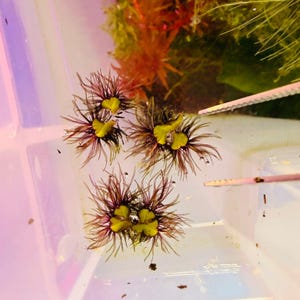 May include: Three aquatic plants with vibrant yellow, heart-shaped leaves and radiating, thin, dark purple-to-brown filaments. These floating plants are submerged in a clear container, with light-coloured tweezers visible on the right side.