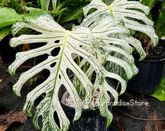 Esquejes variegados de Monstera Devil Monster / Planta pequeña, Monstera arácea rara, Certificado fitosanitario