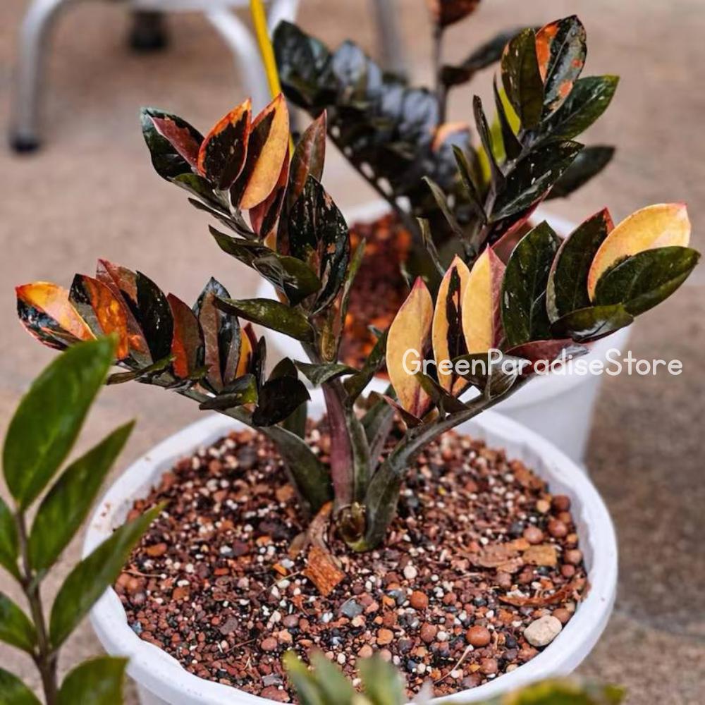 Zz raven black pink variegated - Etsy 日本