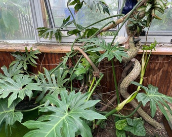Bare-root Monstera deliciosa, Swiss cheese plant, Split-leaved philodendron