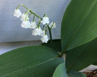 Bare Root Lily of the Valley