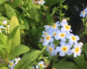 Bare-Root Bulk Forget Me Not Plants