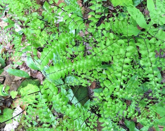 Bare Root Maidenhair Fern