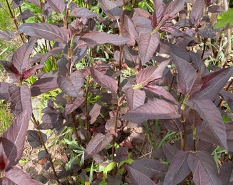 Bare-root Lysmachia plants