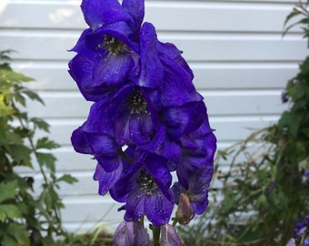 Bare-Root Bulk Monkshood plants