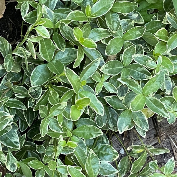 Bare Root Variegated Vinca minor-Periwinkle