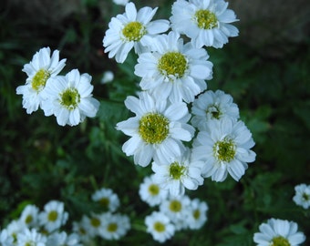 Bare-root Bulk Feverfew plants