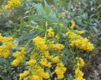 Bare-root bulk Wrinkle-Leaf or Rough-stemmed Goldenrod