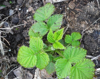 Raspberry plants