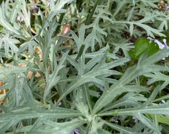 Bare-root Artemesia/Wormood plants