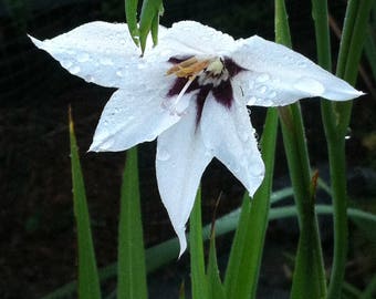 Acidanthera
