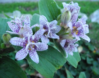 Bare-root Toad Lily  plants