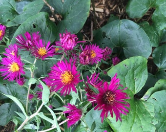 Bare-Root New England Aster plants