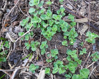 Bare Root Bulk Oregano plants