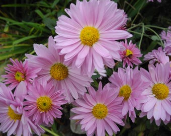 Bare-root  Bulk Perennial Daisy-style Mum plants