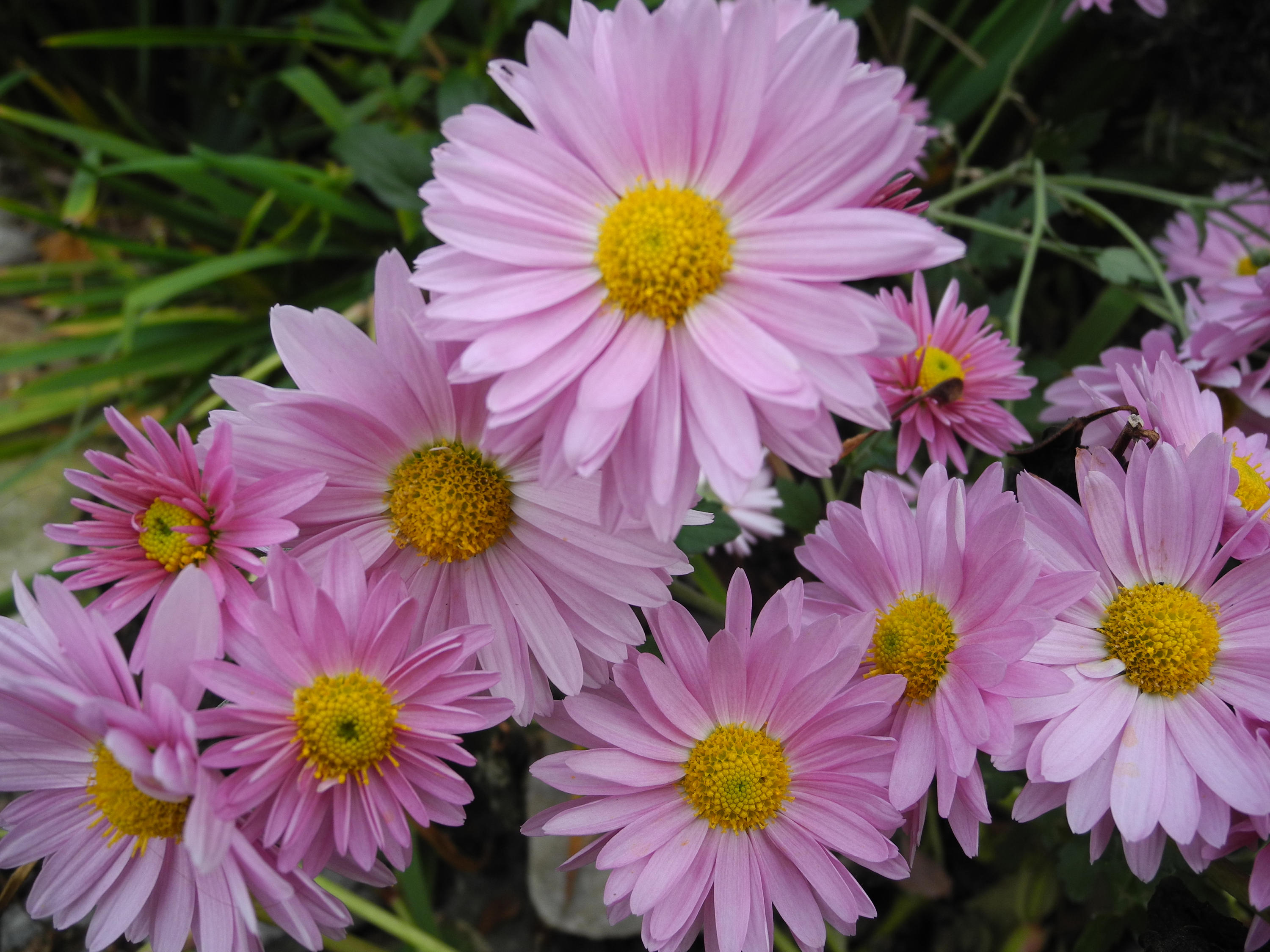 Bareroot Perennial Daisystyle Mum plants